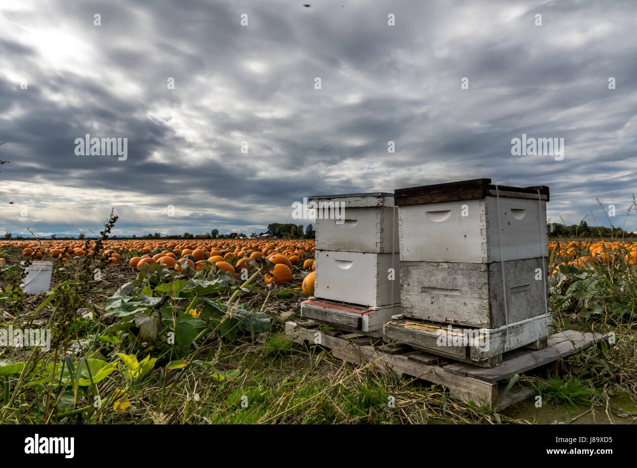 Les abeilles du miel et des citrouilles sur l'île Westham dans Ladner BC Banque D'Images