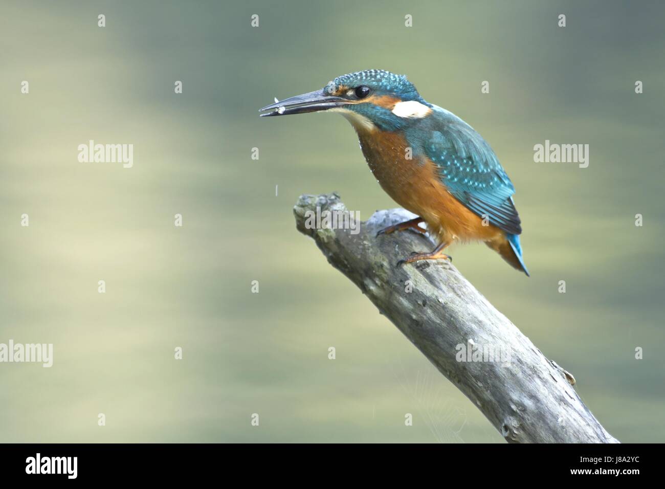 Kingfisher Banque D'Images