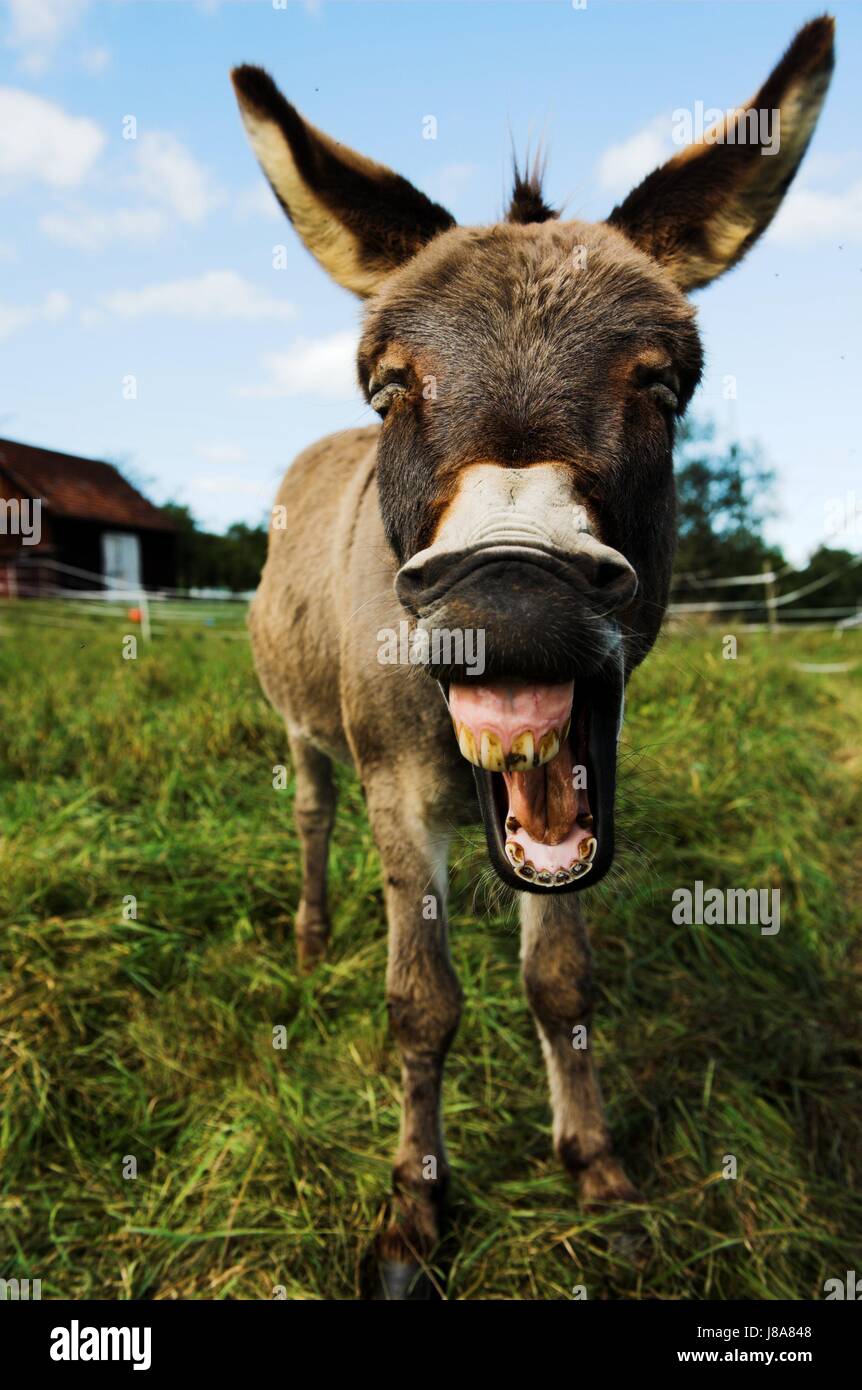 Rire, rire, rire, rire, twit, sourire, sourire, rire, en riant, Banque D'Images