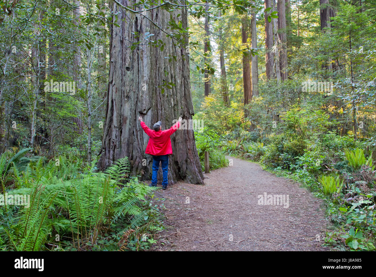 Homme adulte, bras relevés, communiquant avec l'ancien arbre de séquoia 'Sequoia sempervirens', Western Sword Ferns, sentier forestier, lumière tôt le matin. Banque D'Images