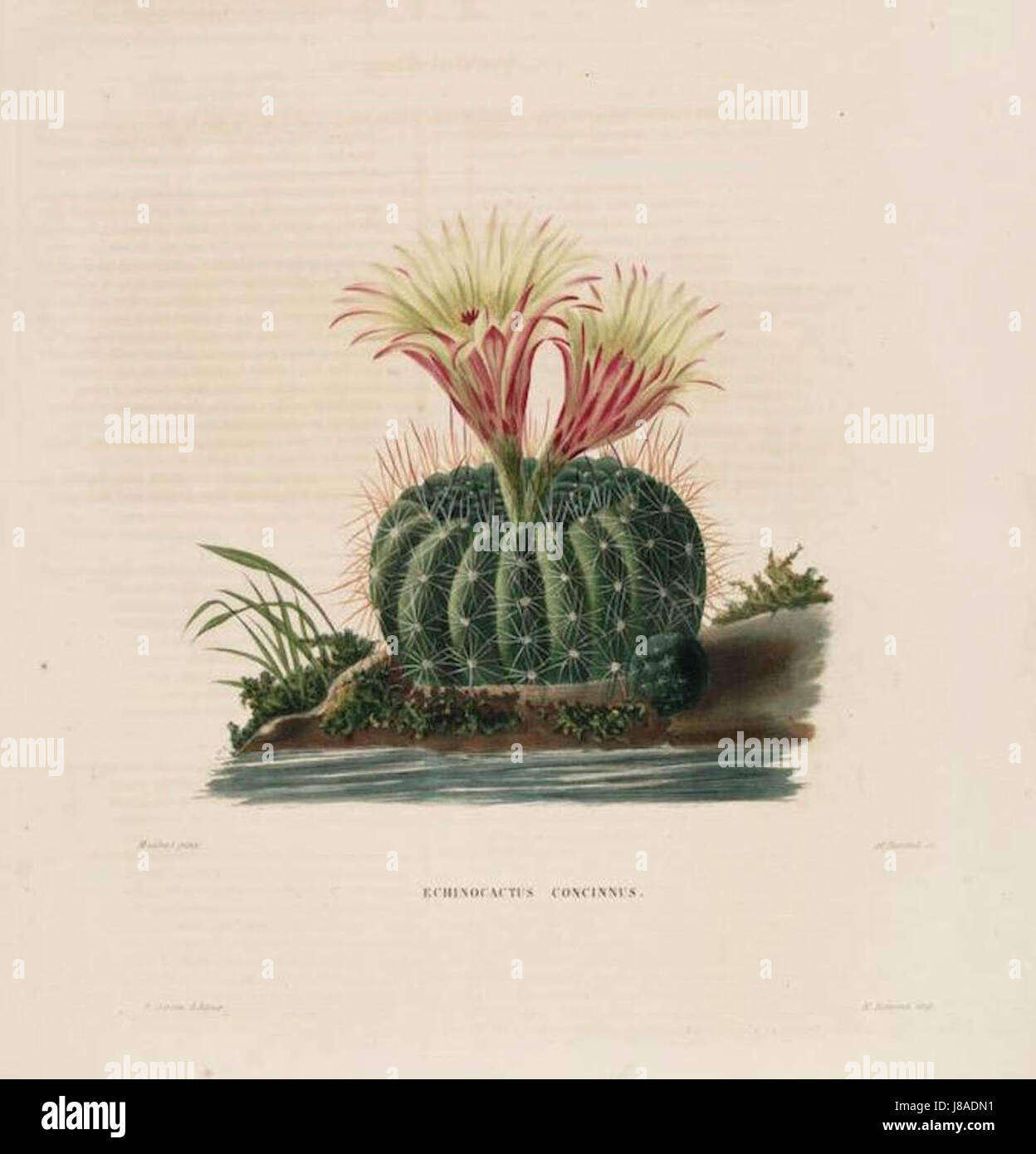 Descriptif iconographie des cactées, UO, essais systématiques et raisonnés sur l'histoire naturelle, la classification et la culture des plantes de cette famille par le botaniste français Charles Lemaire. Consacrer presque toute sa carrière à l'étude des Cactaceae, Banque D'Images