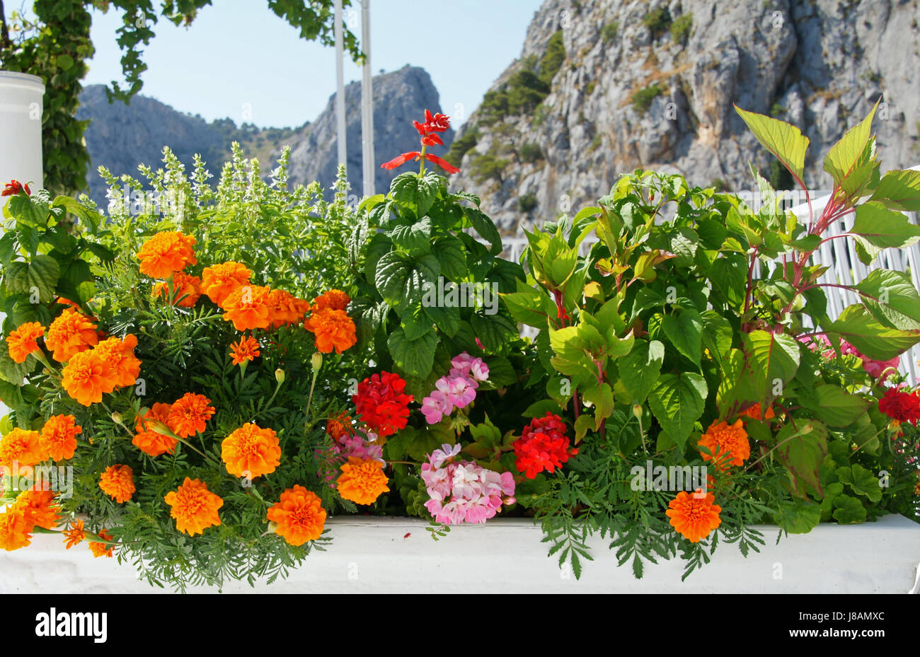 Balcon et jardin fleurs Banque D'Images