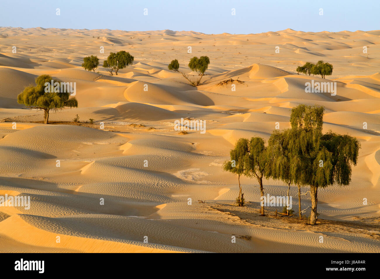 La vie, à exister, à l'existence, vie, vie, vivre, arbre, désert, désert, France, Banque D'Images