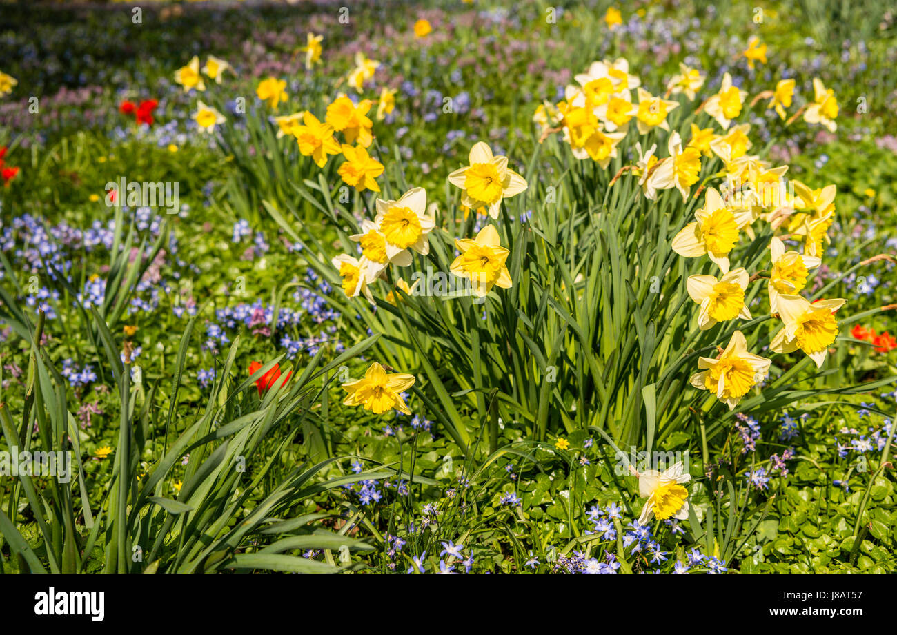Les jonquilles sauvages, des jonquilles (Narcissus pseudonarcissus), lit de fleur, fleurs de printemps, Planten un Blomen, Hambourg, Allemagne Banque D'Images