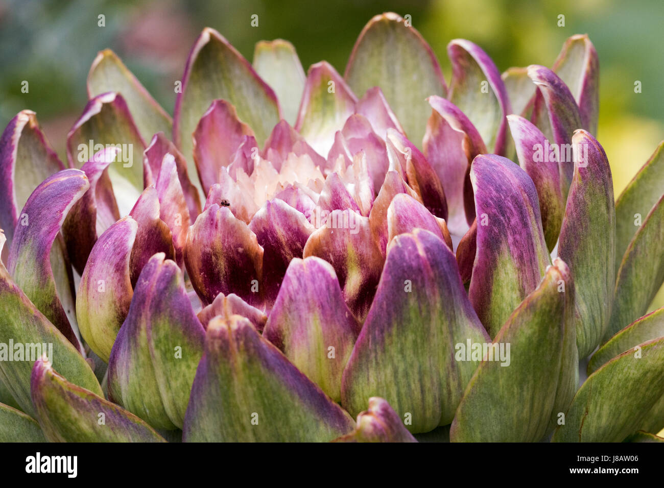 Une photographie d'une plante d'artichaut. Vous pouvez clairement voir les bourgeons presque prêt à éclore. Banque D'Images