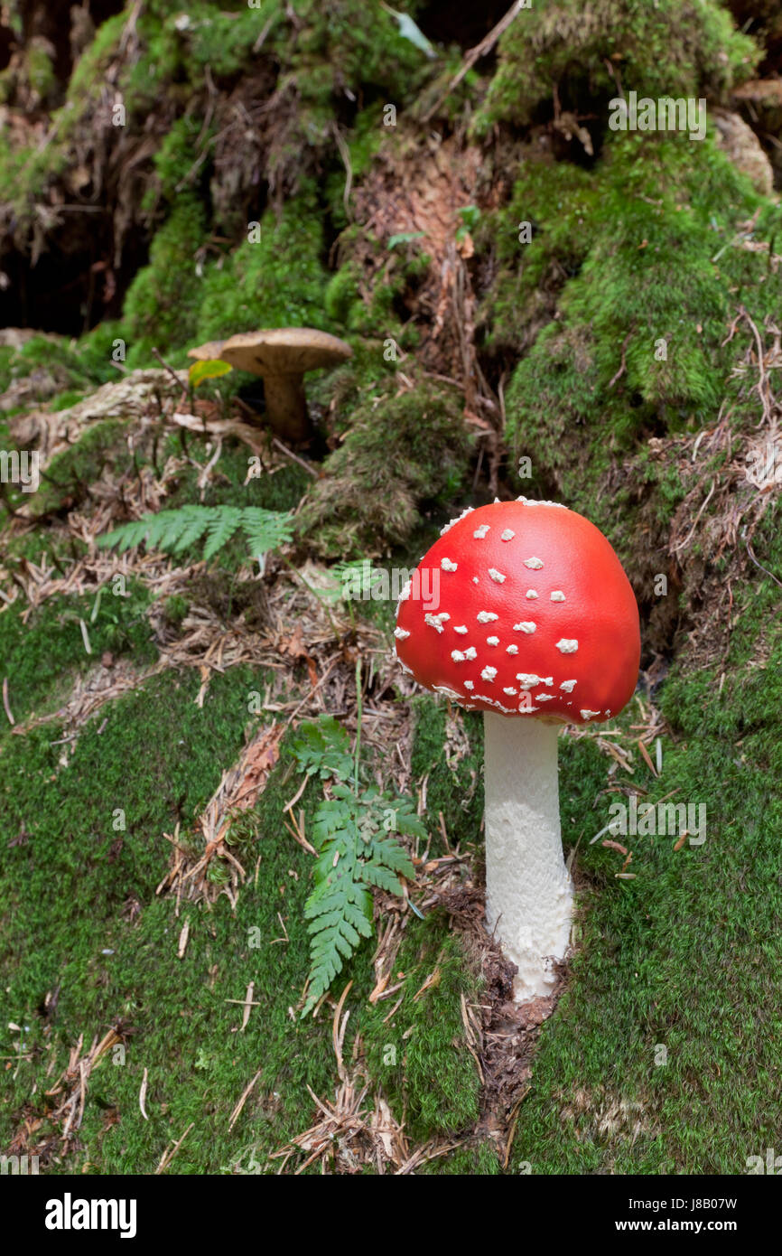 Danger, feuille, macro, portrait, macro, admission vue en gros, gros plan, couleur, Banque D'Images