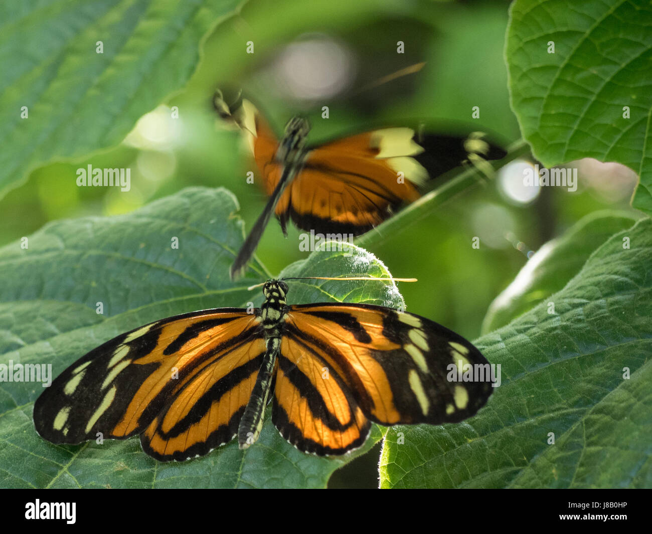 Butterfly reposant sur feuille avec d'autres dans l'arrière-plan Banque D'Images