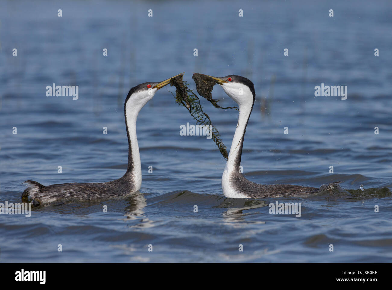 Grèbe élégant (Aechmophorus occidentalis) Banque D'Images