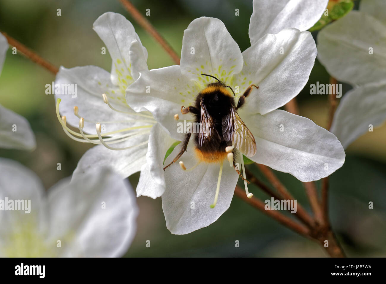 Philadelphus (mock-orange) est un genre d'environ 60 espèces d'arbustes Banque D'Images