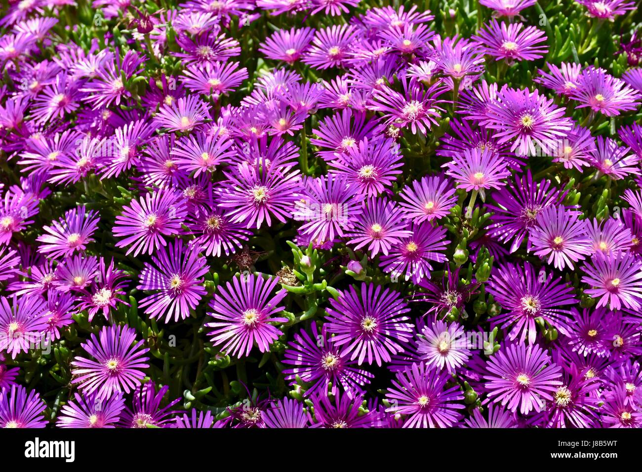 Purple daisies (Bellis perennis) Banque D'Images