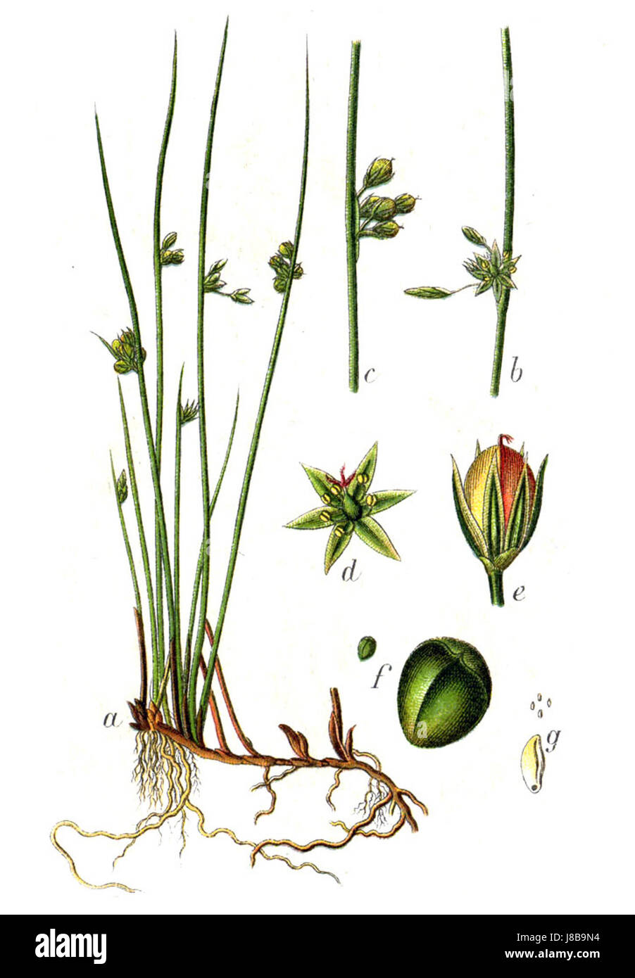 Juncus filiformis, communément appelé ruée à feuilles de fil, est une espèce de plante des zones humides, illustrée dans cette œuvre botanique du XIXe siècle par Sturm. Banque D'Images