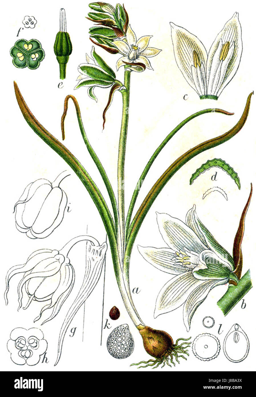 Hyacinthaceae sp. Sturm fait référence à une espèce de la famille des Hyacinthaceae, communément connue pour ses fleurs ornementales et son importance horticole. Banque D'Images