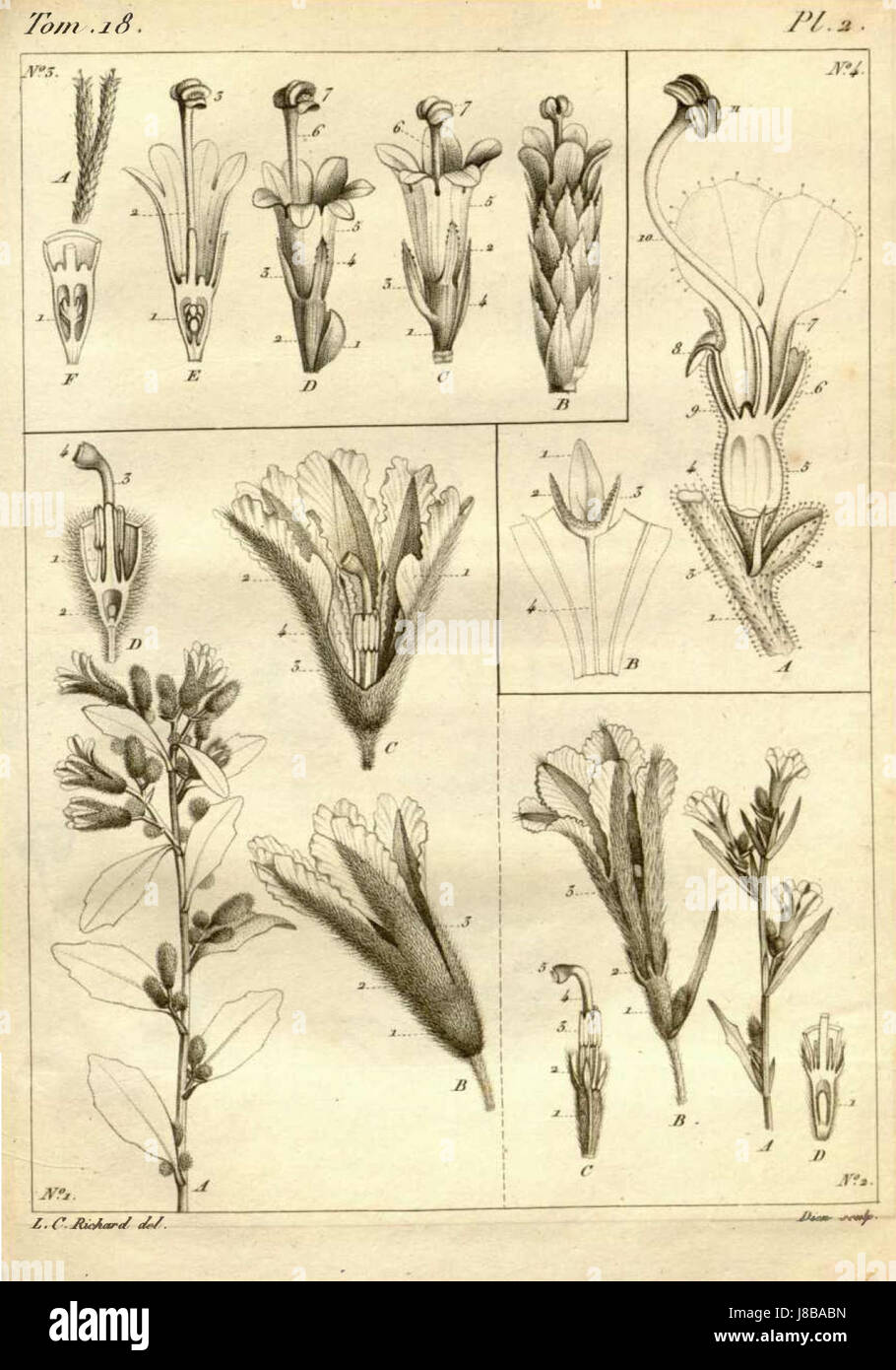 L. C. Richard01 Banque D'Images