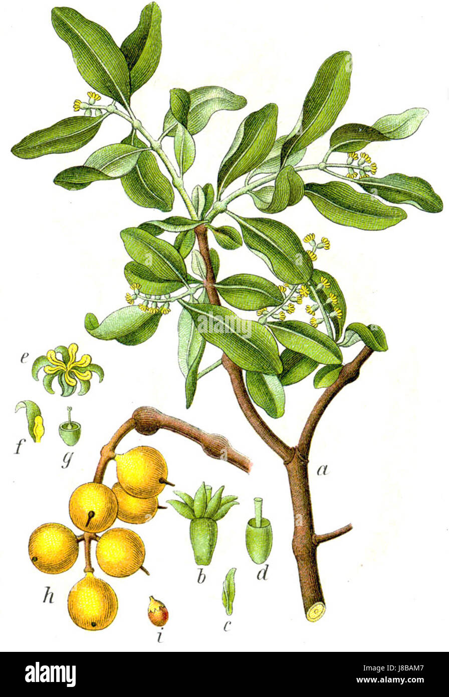 Illustration de 'Loranthus europaeus', communément appelé gui européen, une espèce végétale parasite originaire d'Europe et d'Asie occidentale. Banque D'Images