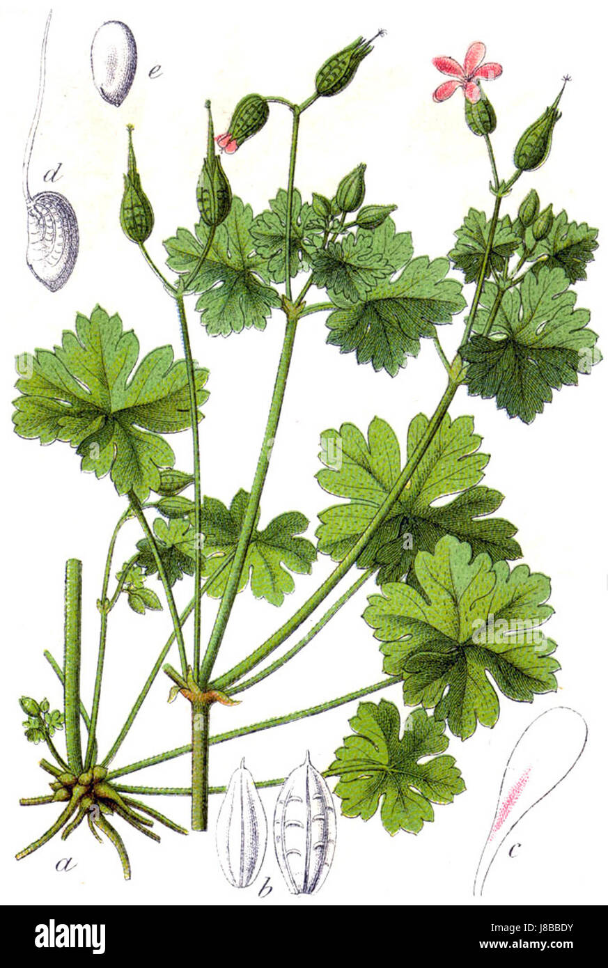 Geranium lucidum, une espèce végétale, connue pour ses propriétés médicinales et son aspect distinctif, est originaire de diverses régions avec un accent sur l'utilisation traditionnelle des plantes. Banque D'Images Geranium lucidum, une espèce végétale, connue pour ses propriétés médicinales et son aspect distinctif, est originaire de diverses régions avec un accent sur l'utilisation traditionnelle des plantes. Banque D'Images