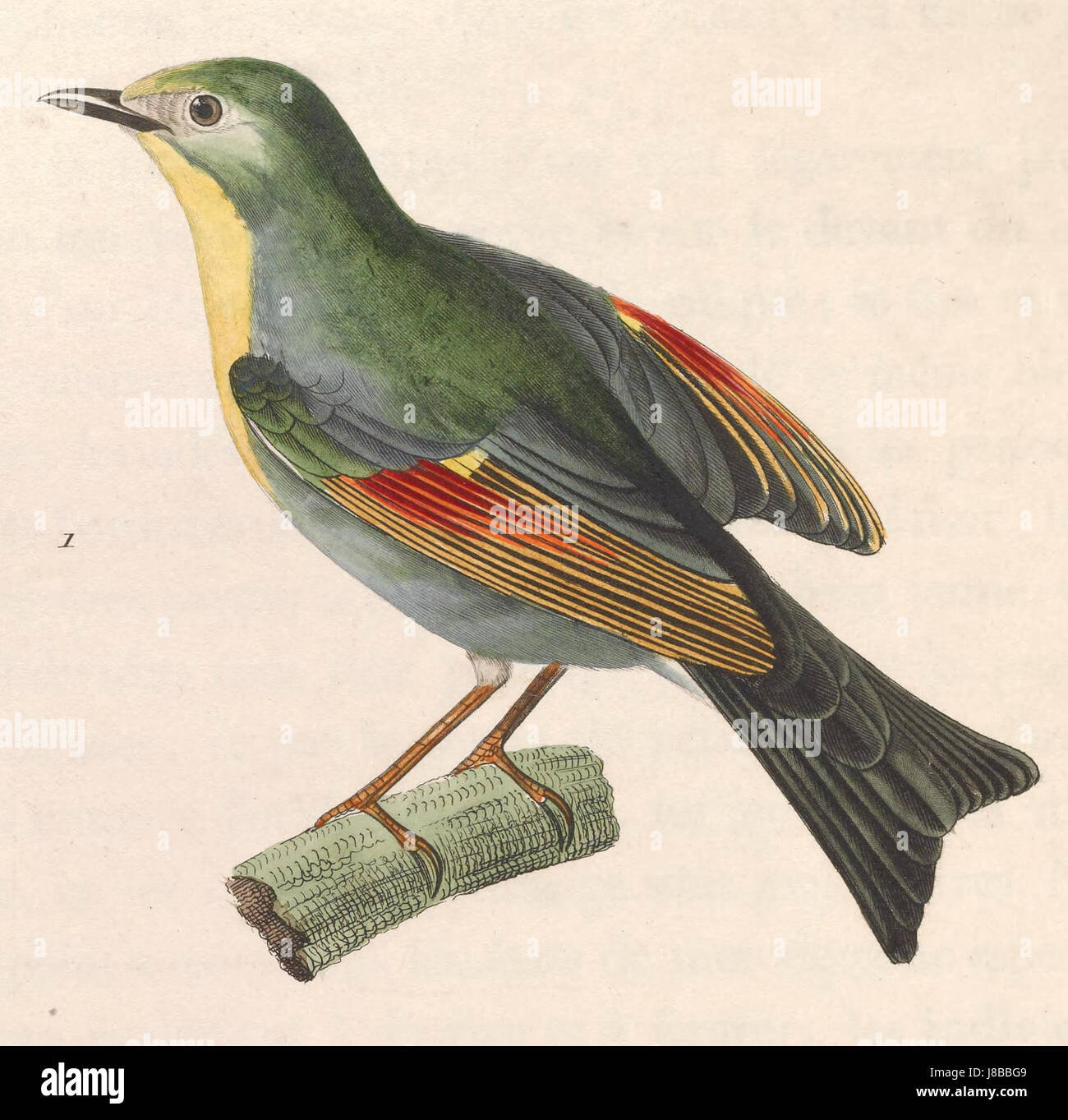 Leiothrix lutea 1838 Banque D'Images