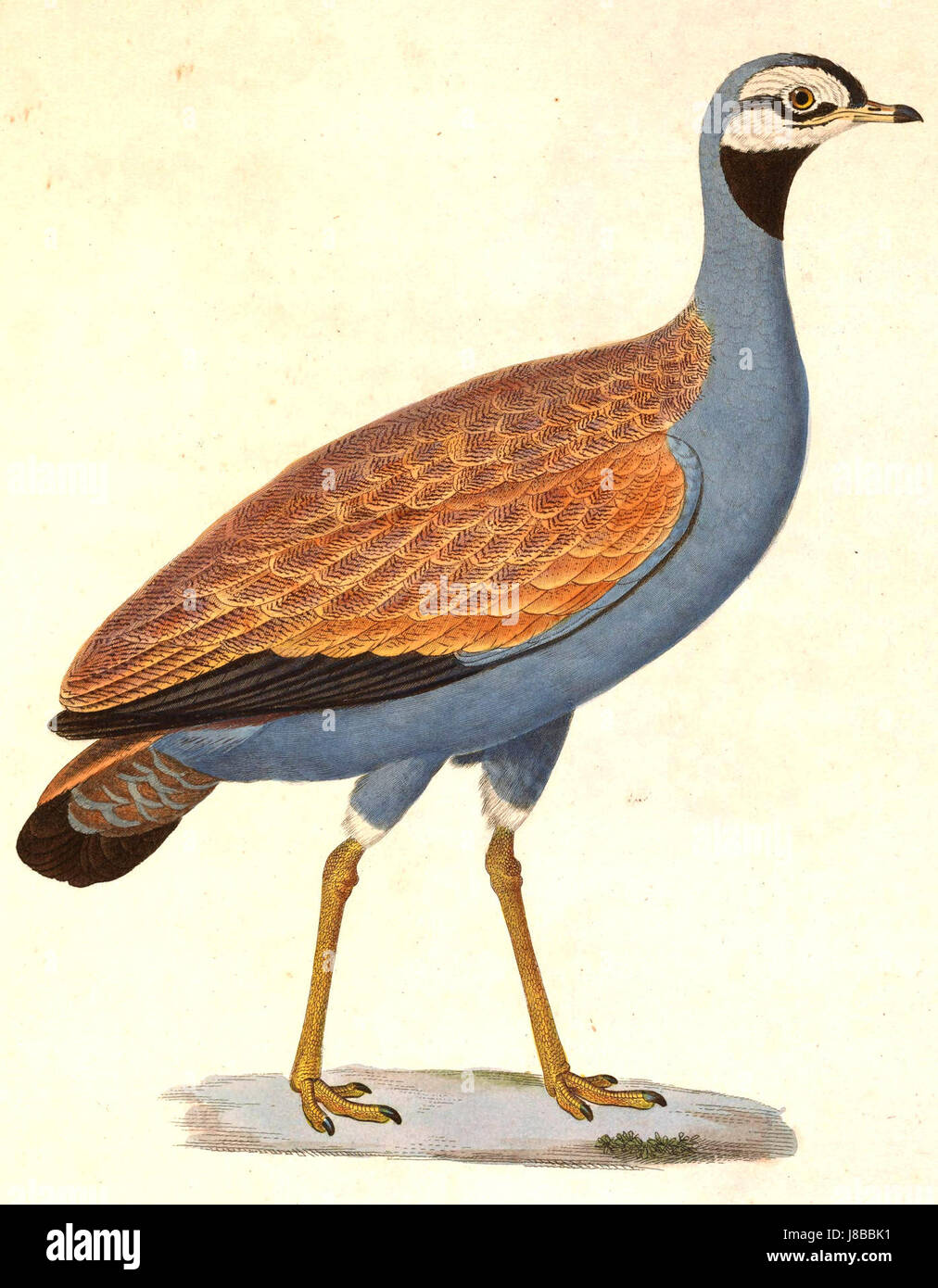 Eupodotis caerulescens, décrit en 1838, est une espèce d'oiseau originaire de certaines régions d'Afrique. Cette espèce est remarquable pour son apparence et son comportement distinctifs, contribuant à la biodiversité de la région. Banque D'Images