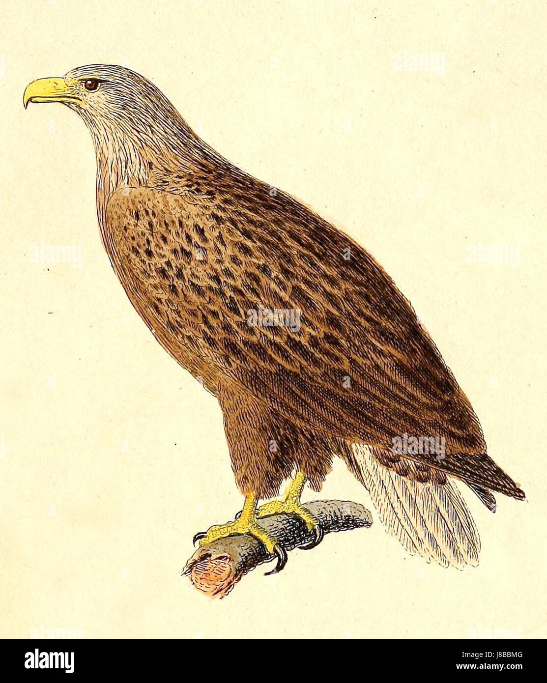 Haliaeetus albicilla, également connu sous le nom d'aigle à queue blanche, est un grand oiseau de proie originaire d'Eurasie. L'illustration de 1832 capture l'oiseau majestueux, mettant en valeur ses caractéristiques et son comportement. Banque D'Images