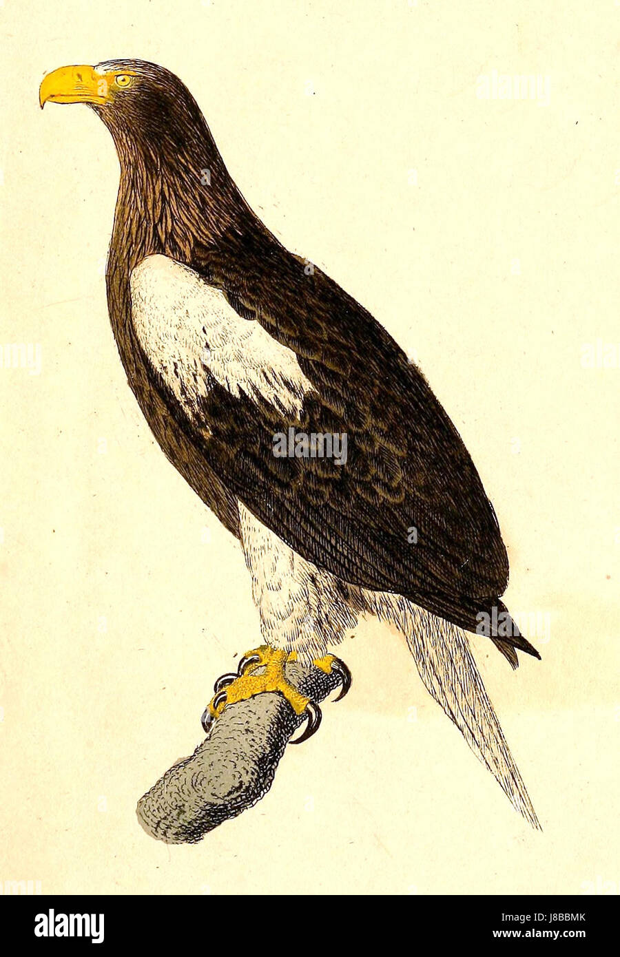 Haliaeetus pelagicus, également connu sous le nom d'aigle de Pallas, est un oiseau de proie trouvé en Asie de l'est. Il est remarquable pour sa grande taille et sa tête blanche distinctive. Cette espèce habite principalement les zones côtières et se nourrit de poissons. Banque D'Images