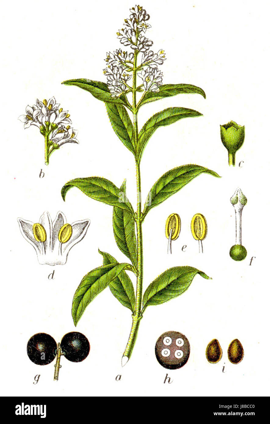 L'espèce végétale Ligustrum vulgare, communément connue sous le nom de privet commun, telle que documentée par Sturm dans son travail botanique. Banque D'Images