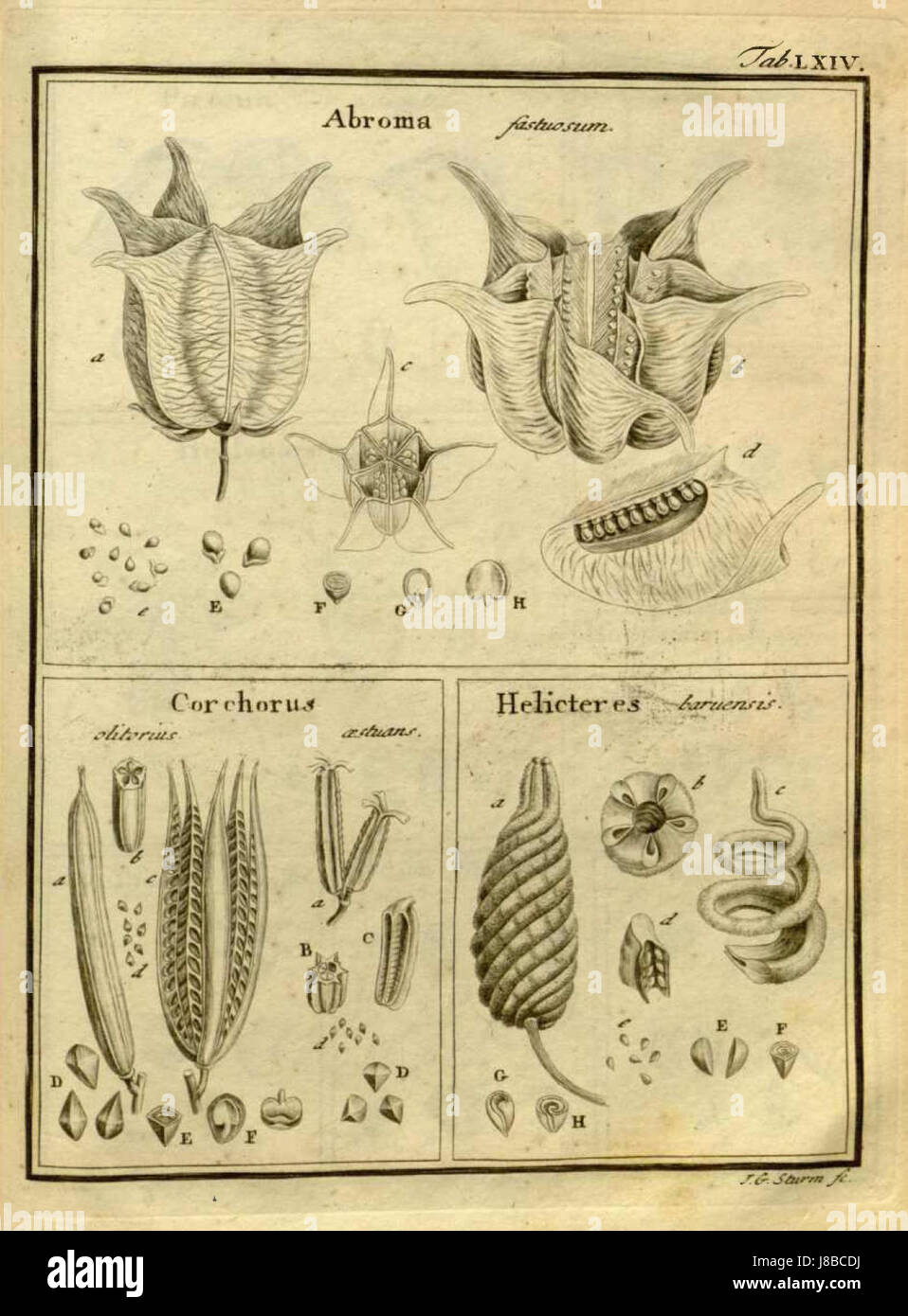 Johann Georg Sturm était un naturaliste et botaniste allemand connu pour ses études sur la biologie végétale et pour avoir avancé la classification des plantes au XVIIIe siècle. Banque D'Images