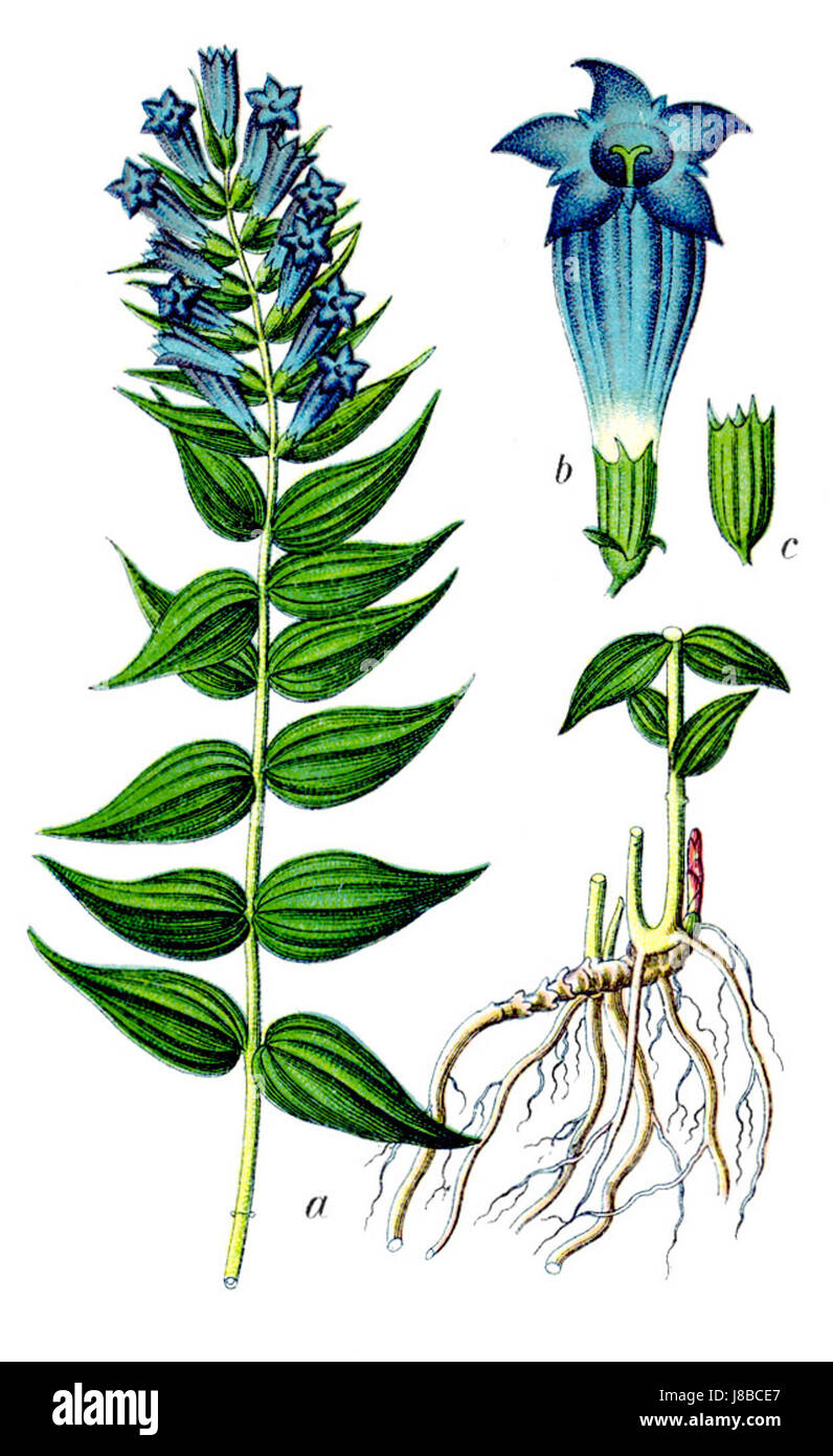 La Gentiana asclepiadea, communément appelée gentiane sans tige, est une plante à fleurs originaire d'Europe. L'image met probablement en valeur ses fleurs bleues frappantes dans un environnement naturel. Banque D'Images La Gentiana asclepiadea, communément appelée gentiane sans tige, est une plante à fleurs originaire d'Europe. L'image met probablement en valeur ses fleurs bleues frappantes dans un environnement naturel. Banque D'Images