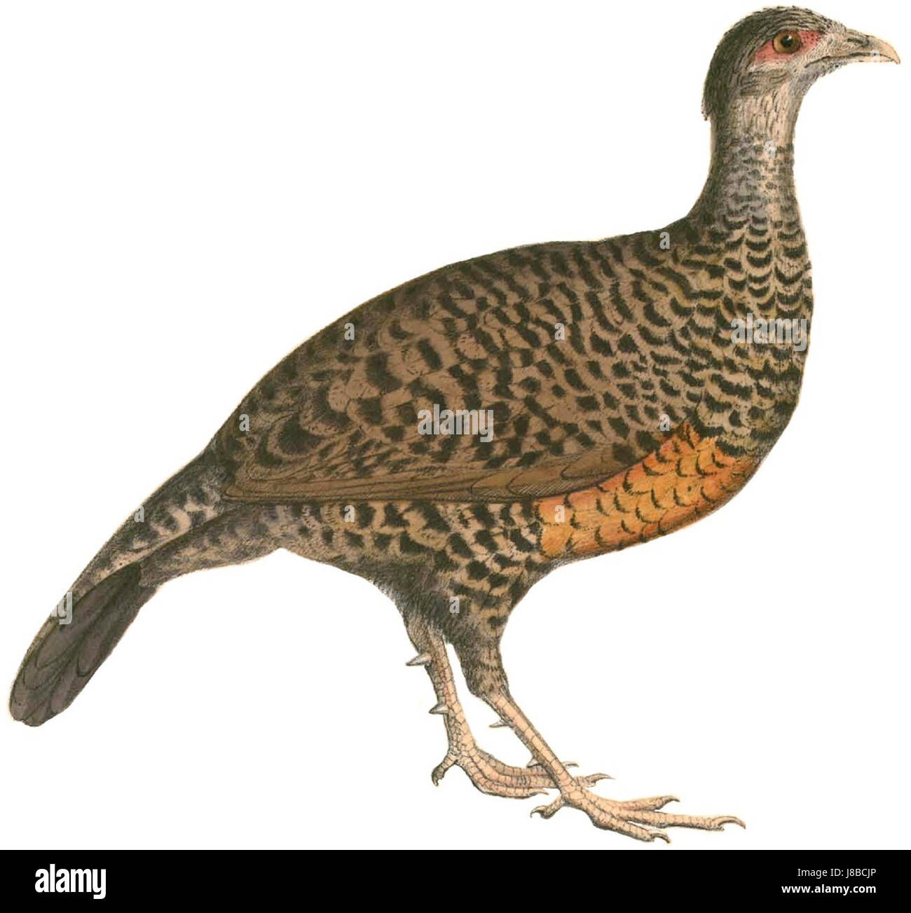 Spadicea Galloperdix spadicea Hardwicke fond blanc Banque D'Images