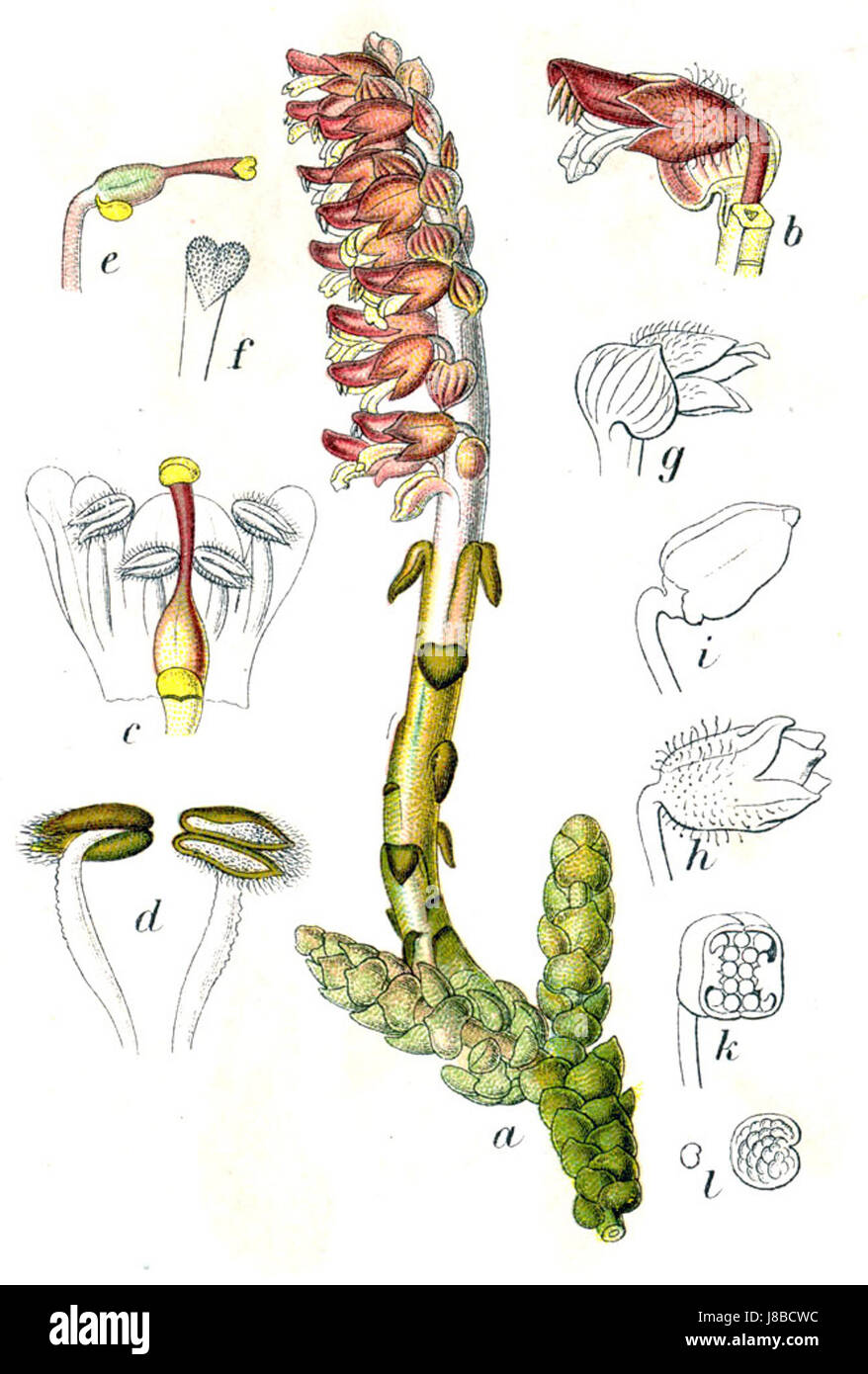 Lathraea squamaria, communément connu sous le nom de moine dentaire pourpre, est une espèce de plante parasite. Il est étudié pour sa biologie unique et sa relation parasitaire avec les racines des arbres. Banque D'Images