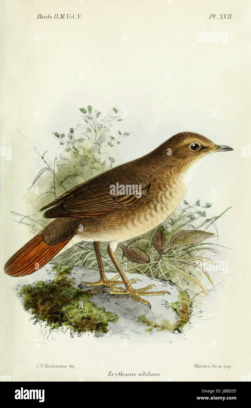 Une illustration ou une référence à l'espèce d'oiseau Erythacus sibilans, communément appelé Rubythroat de Sibérie, représentée par l'artiste Keulemans, mettant en valeur cette espèce dans son habitat naturel. Banque D'Images