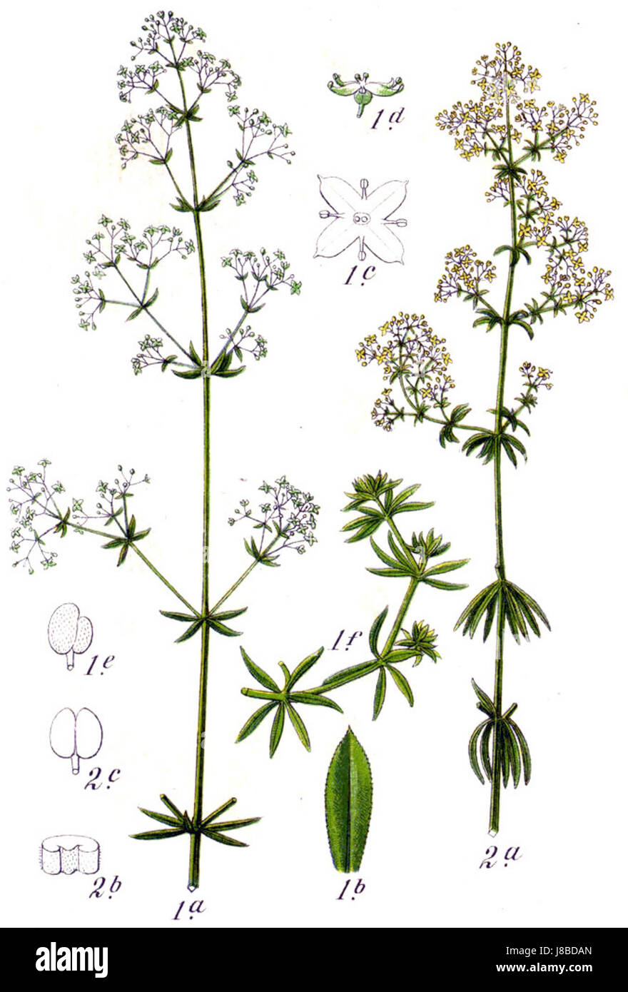 Galium spp est un genre de plantes, communément connu sous le nom de paillettes de lit, qui comprend des espèces importantes à la fois dans les études écologiques et dans la phytothérapie. Banque D'Images