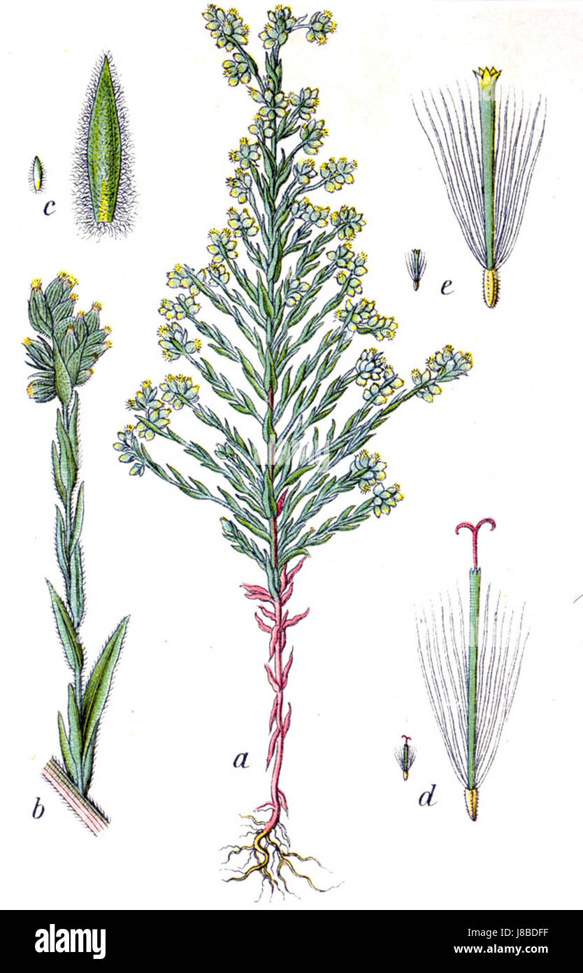Filago arvensis, communément connu sous le nom de pelouse des champs, est une espèce végétale trouvée en Europe, connue pour ses propriétés médicinales et sa signification botanique. Banque D'Images Filago arvensis, communément connu sous le nom de pelouse des champs, est une espèce végétale trouvée en Europe, connue pour ses propriétés médicinales et sa signification botanique. Banque D'Images