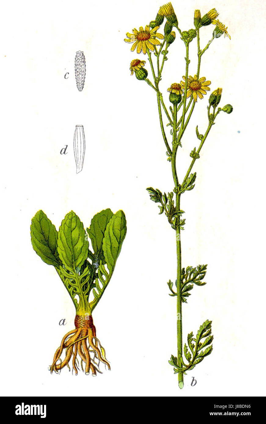 Jacobaea vulgaris, communément appelé amuse commune, est une espèce de plante à fleurs de la famille des Marguerites. Connue pour ses fleurs jaunes, elle se trouve souvent en Europe et en Asie, et possède des propriétés médicinales et toxiques. Banque D'Images