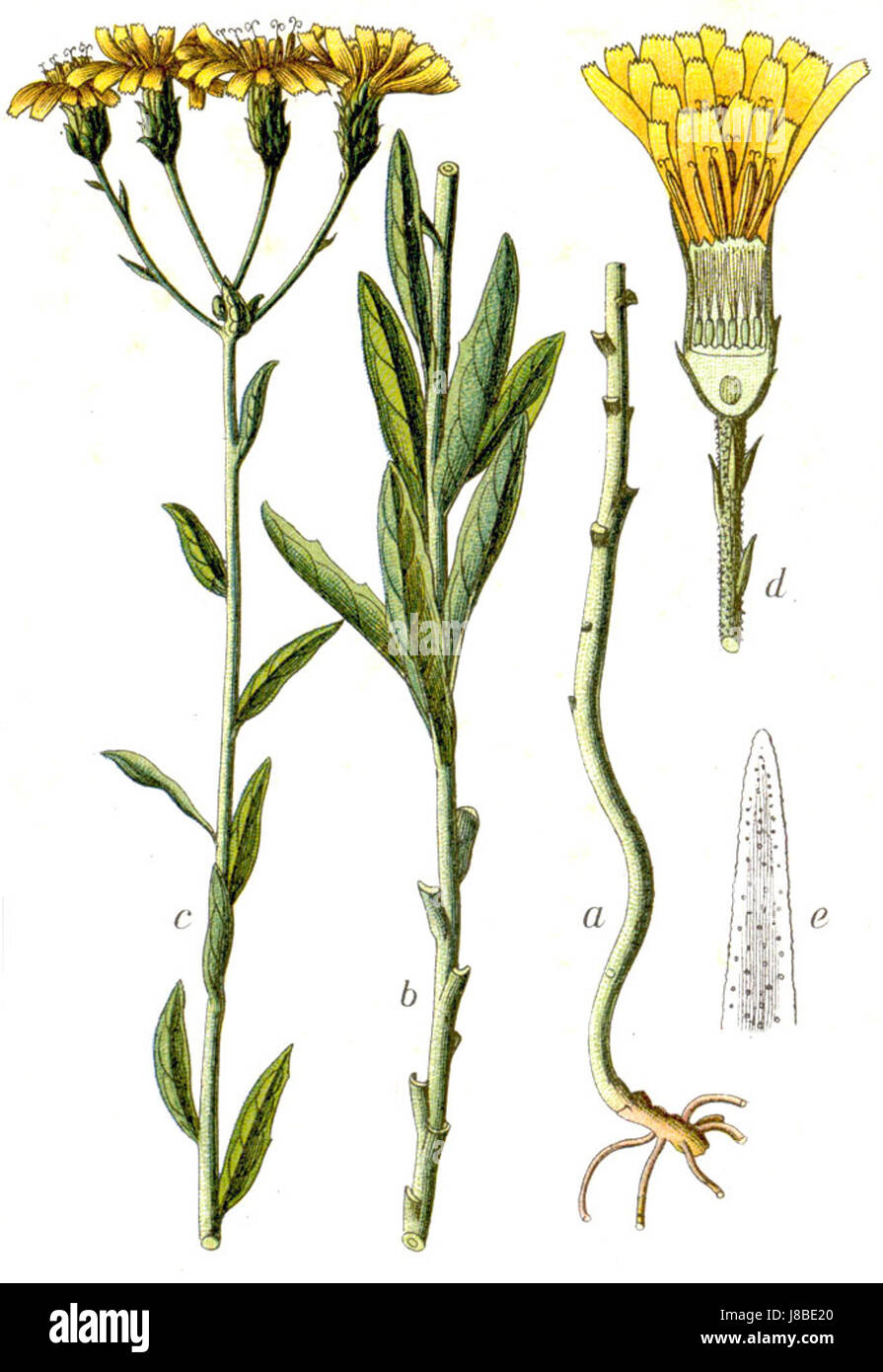 Hieracium umbellatum Sturm64 Banque D'Images