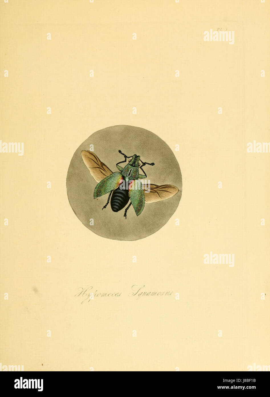 Insectes Donovan de Chine, 1838 pl 05 (édition de 1842) Banque D'Images