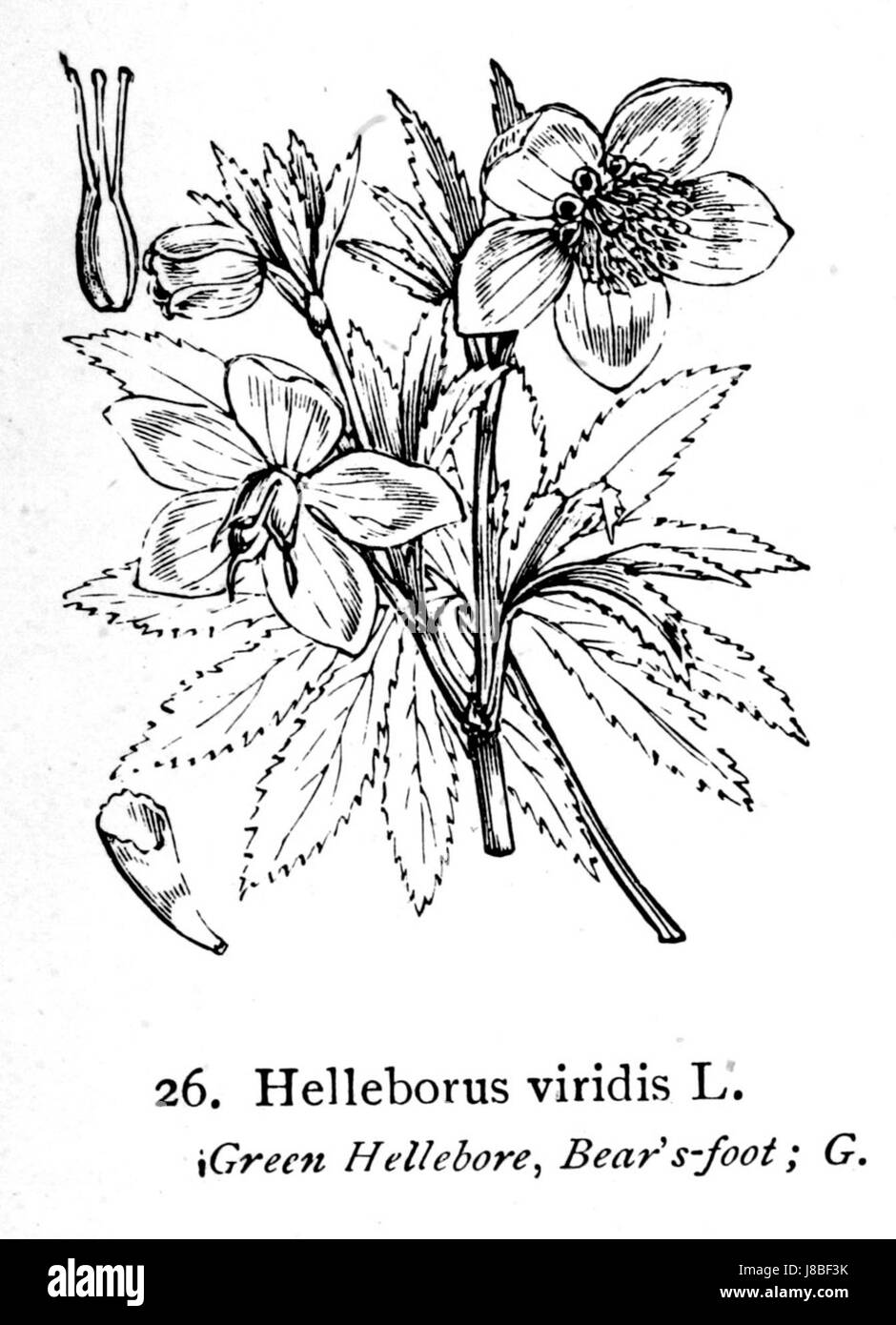 Helleborus viridis, également connu sous le nom d'Hellebore vert, est une plante vivace de la famille des Ranunculaceae. Originaire d'Europe, il est connu pour ses fleurs vertes et son feuillage persistant. Il prospère dans des environnements ombragés et humides, souvent trouvés dans les bois. Cette espèce est appréciée pour son utilisation ornementale dans les jardins et l'aménagement paysager. Banque D'Images
