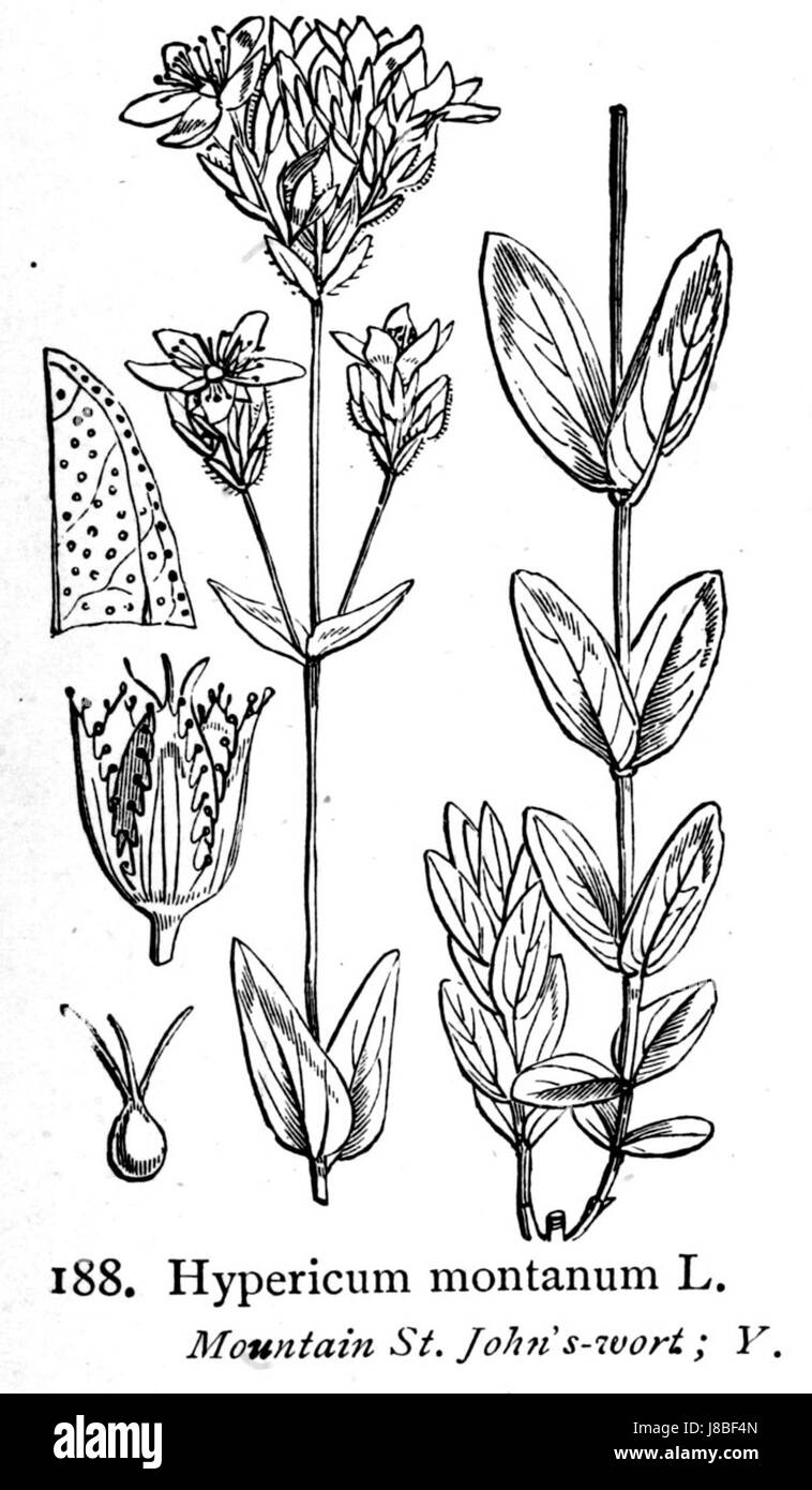 Hypericum montanum, communément connu sous le nom de Mountain conditionnant John's Wort, est une espèce végétale trouvée dans les régions montagneuses. Il est reconnu pour ses propriétés médicinales et est utilisé en médecine traditionnelle pour ses qualités curatives. Banque D'Images Hypericum montanum, communément connu sous le nom de Mountain conditionnant John's Wort, est une espèce végétale trouvée dans les régions montagneuses. Il est reconnu pour ses propriétés médicinales et est utilisé en médecine traditionnelle pour ses qualités curatives. Banque D'Images