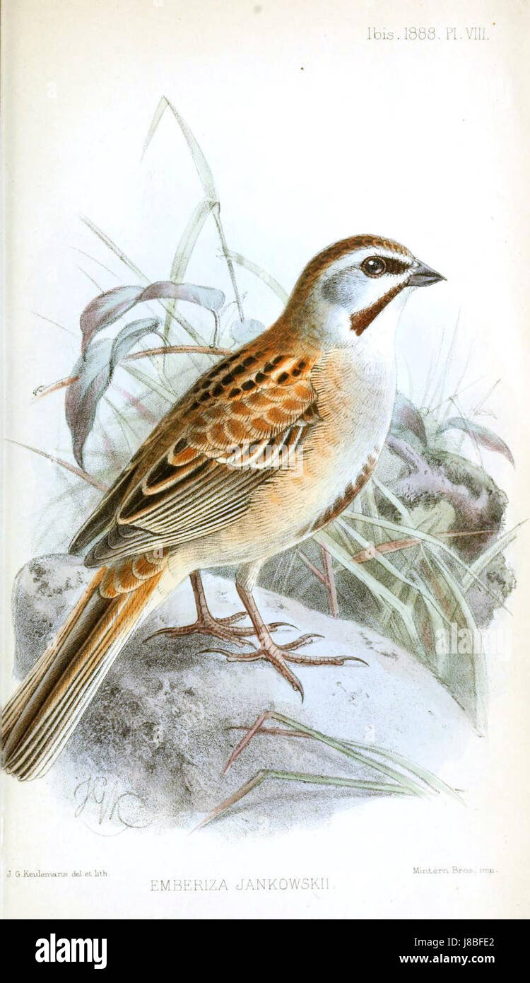 Le titre fait référence à une œuvre de Keulemans, mettant en vedette l'espèce Emberiza Jankowski, probablement une représentation d'un oiseau. Des éclaircissements supplémentaires sont nécessaires en ce qui concerne le contexte exact de la référence. Banque D'Images