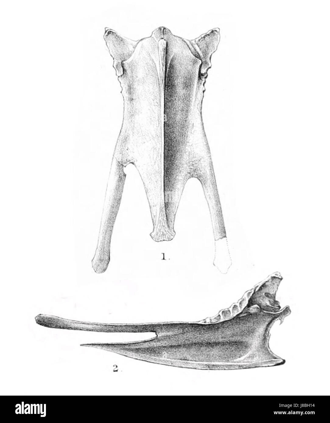 Fulica chathamensis, également connu sous le nom d'oiseau de l'île de Chatham, est une espèce endémique de Nouvelle-Zélande. Cette illustration de 1896 met en évidence les caractéristiques distinctes de l'oiseau et son importance dans les efforts de conservation des espèces endémiques. Banque D'Images
