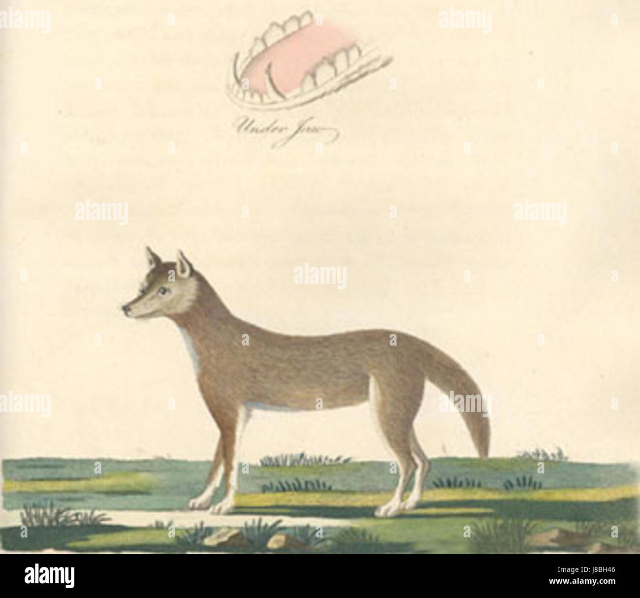 Chien de la Nouvelle Galles du Sud Banque D'Images