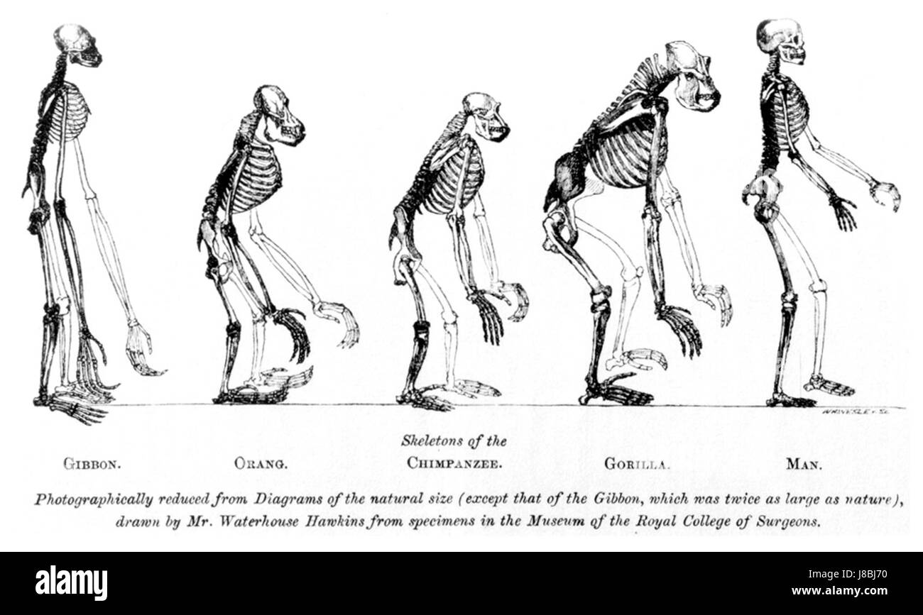 Huxley Mans Place dans la nature Banque D'Images