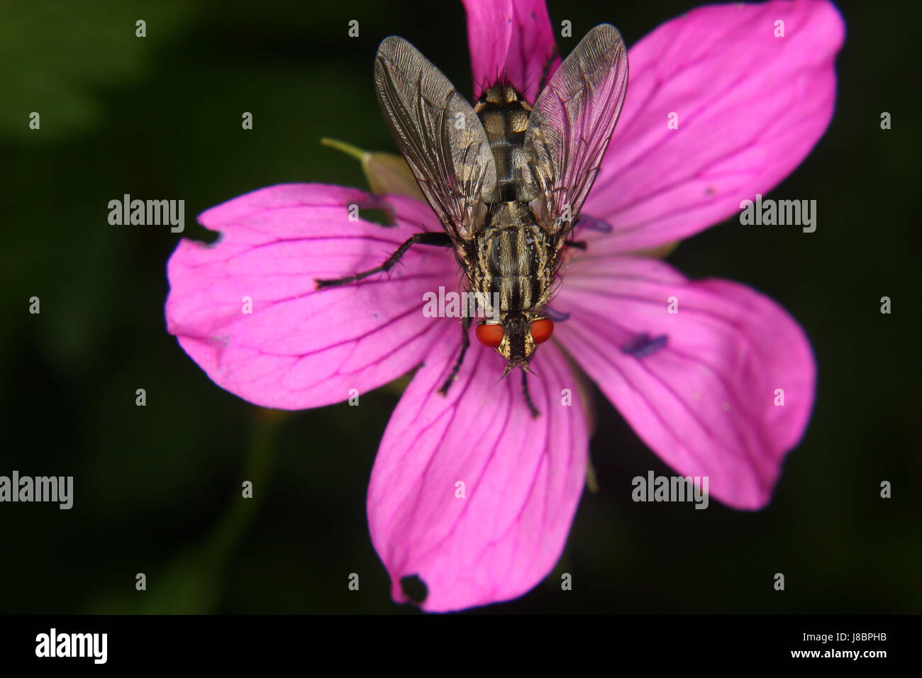 Mouche (calliphoridae) Banque D'Images