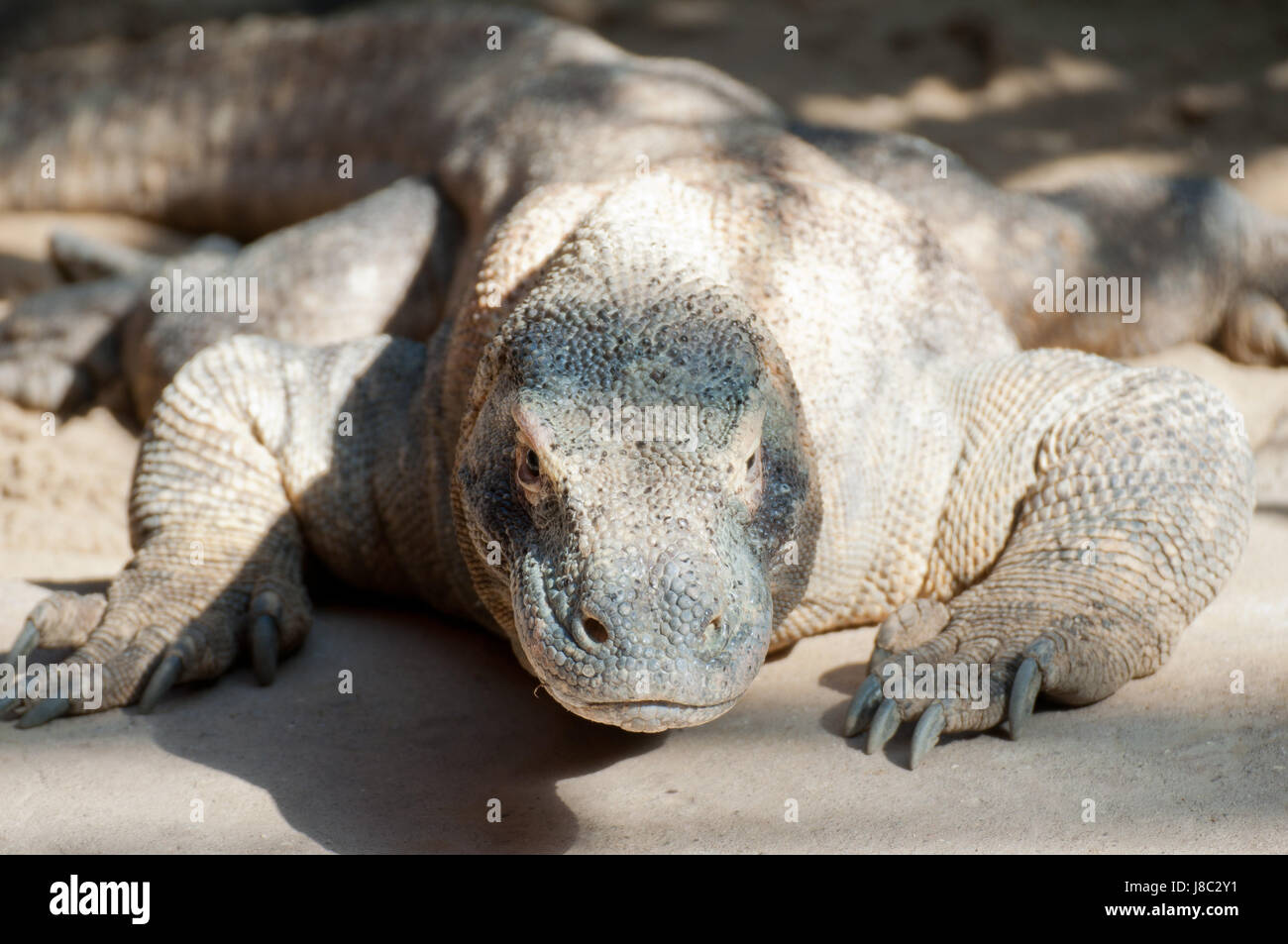 Animal, reptile, Wild, dragon, dangereux, le danger, l'animal, reptile, faune, sauvage, Banque D'Images