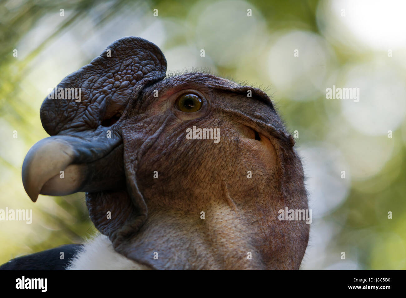 condor des Andes Banque D'Images