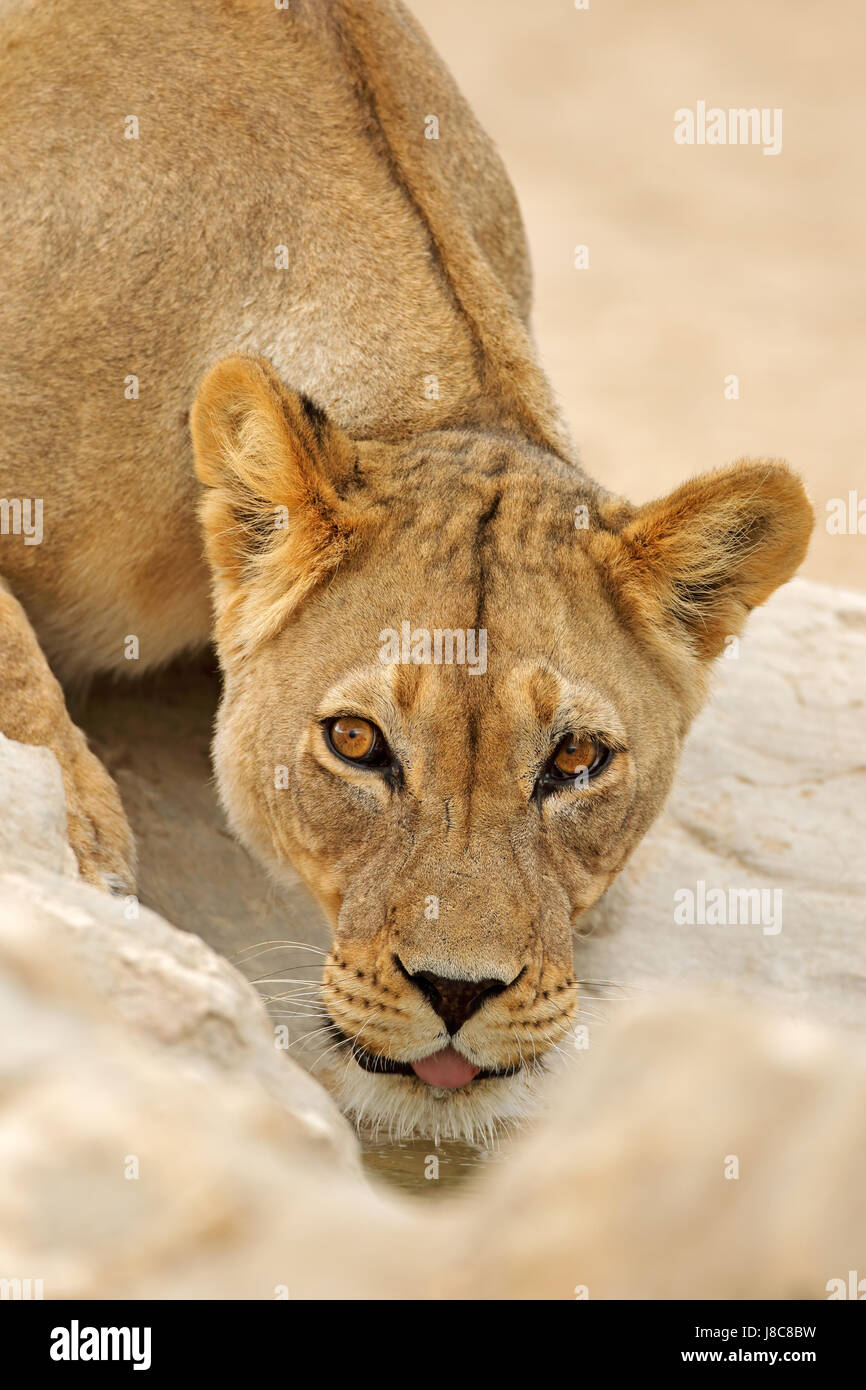 Portrait d'une lionne d'Afrique (Panthera leo), l'eau potable, désert du Kalahari, Afrique du Sud Banque D'Images