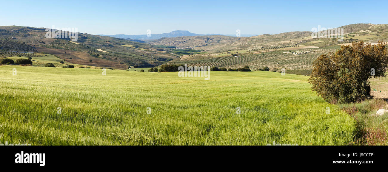 L'herbe verte dans les collines d'El Temple en province de Grenade, Andalousie, espagne. Banque D'Images