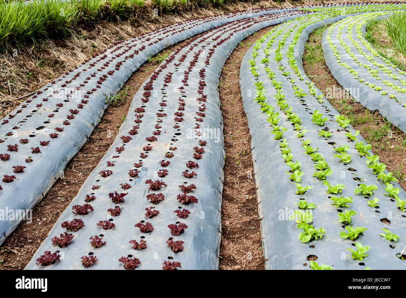 La culture des légumes bio hydroponique farm Banque D'Images