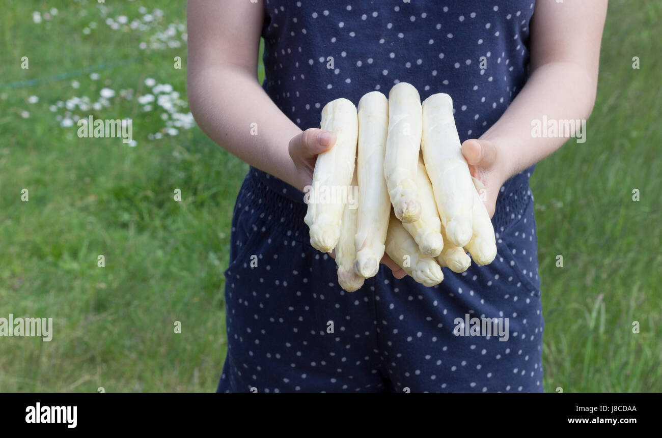 L'asperge blanche est tenu dans les mains Banque D'Images