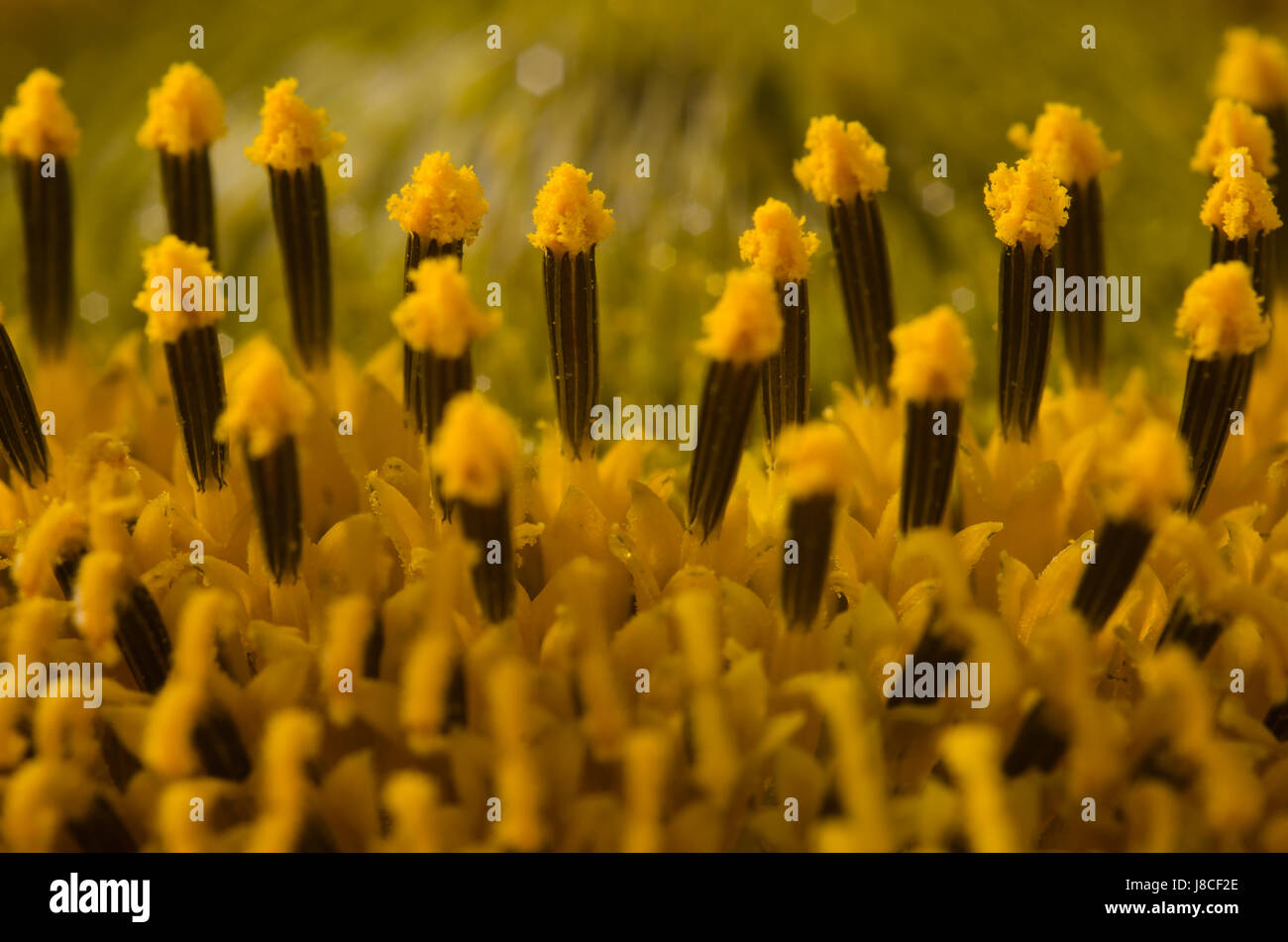 Fleur, plante, tournesol, compositae, éclat, brille, lumineux, Lucent, lumière, Banque D'Images