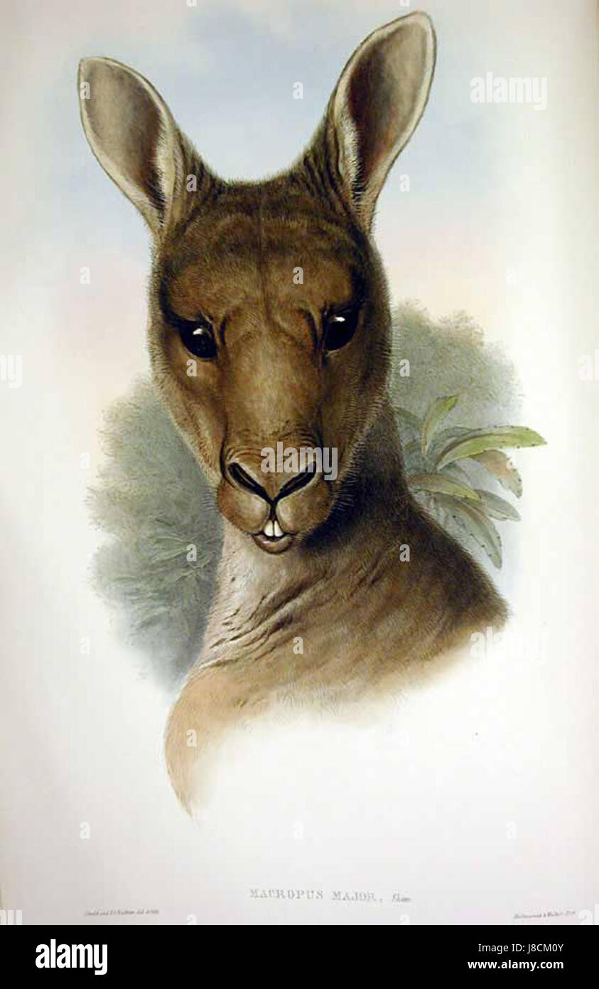Macropus giganteus Gould Banque D'Images