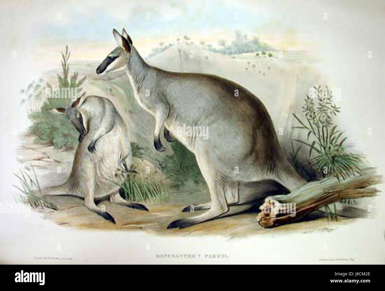 Macropus parryi Gould Banque D'Images